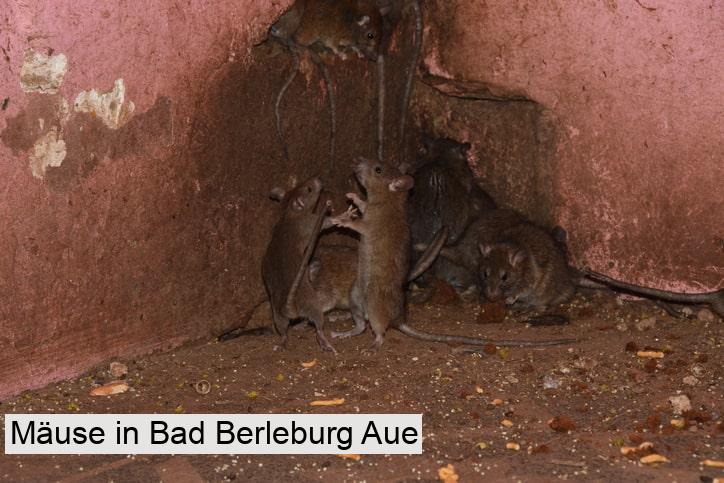 Mäuse in Bad Berleburg Aue